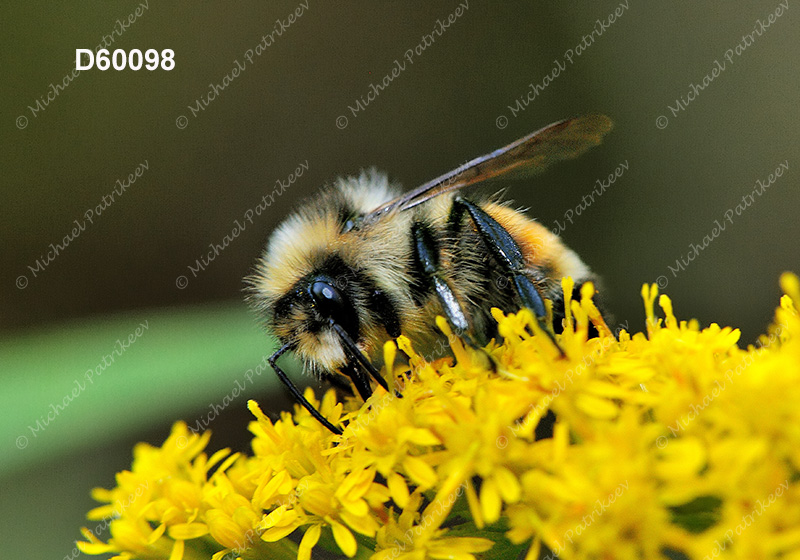 Tricolored Bumble Bee (Bombus ternaries)